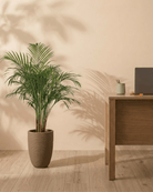 Areca Palm (Dypsis Lutescens) | Medium, 90–100 cm - Acacia Garden Center