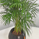 Areca Palm (Dypsis Lutescens) | Medium, 90–100 cm - Acacia Garden Center