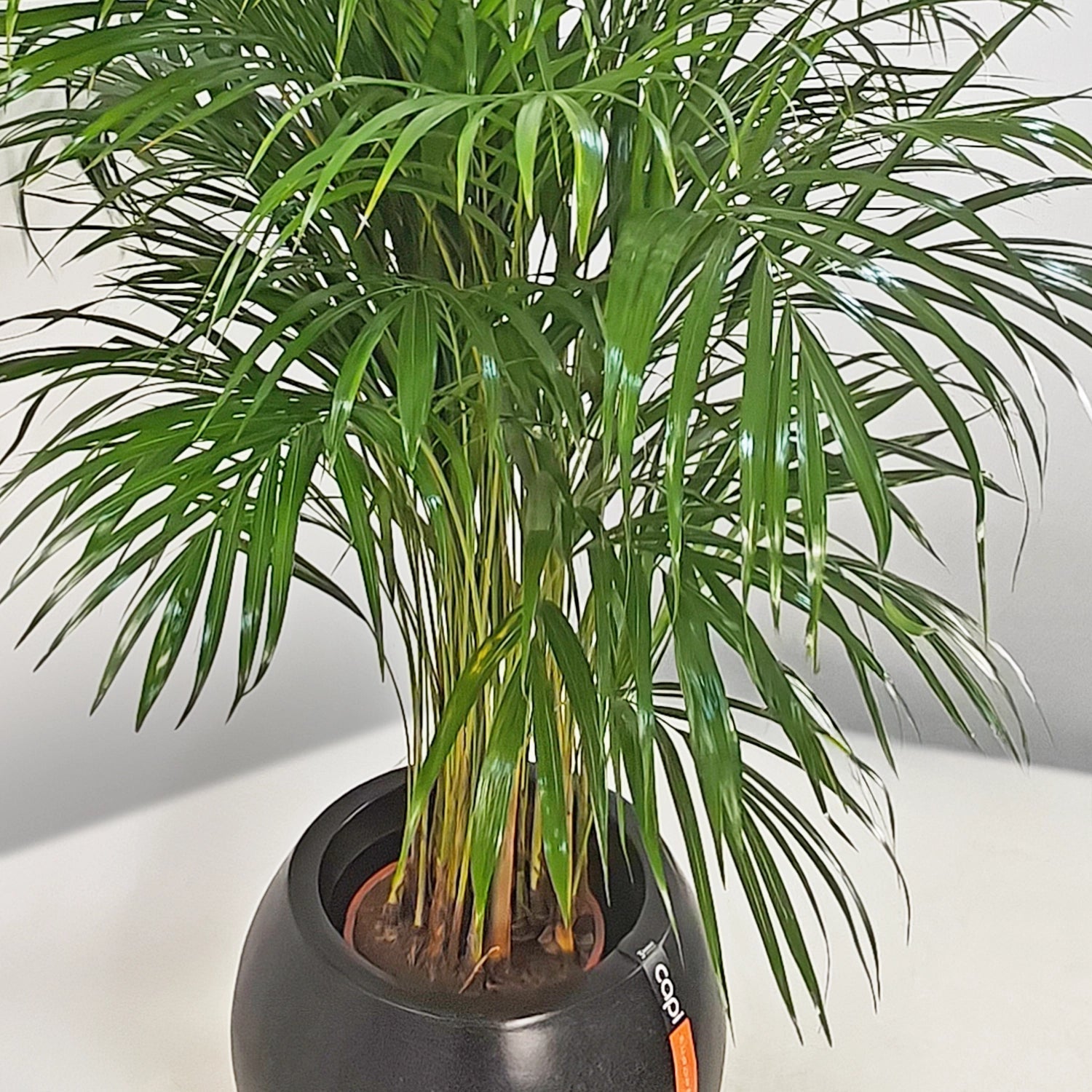 Areca Palm (Dypsis Lutescens) | Medium, 90–100 cm - Acacia Garden Center