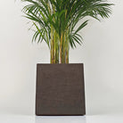 Areca Palm (Dypsis Lutescens) | Medium, 90–100 cm - Acacia Garden Center