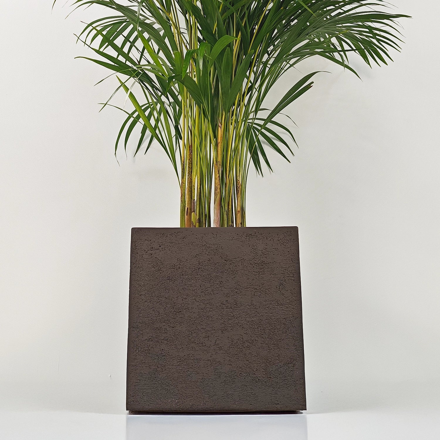 Areca Palm (Dypsis Lutescens) | Medium, 90–100 cm - Acacia Garden Center