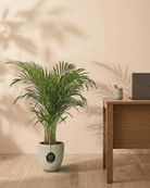 Areca Palm (Dypsis Lutescens) | Medium, 90–100 cm - Acacia Garden Center