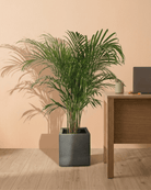 Areca Palm (Dypsis Lutescens) | Medium, 90–100 cm - Acacia Garden Center