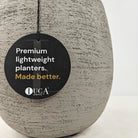 Areca Palm (Dypsis Lutescens) | Medium, 90–100 cm - Acacia Garden Center