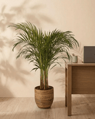 Areca Palm (Dypsis Lutescens) | Medium, 90–100 cm - Acacia Garden Center
