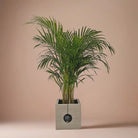 Areca Palm (Dypsis Lutescens) | Medium, 90–100 cm - Acacia Garden Center