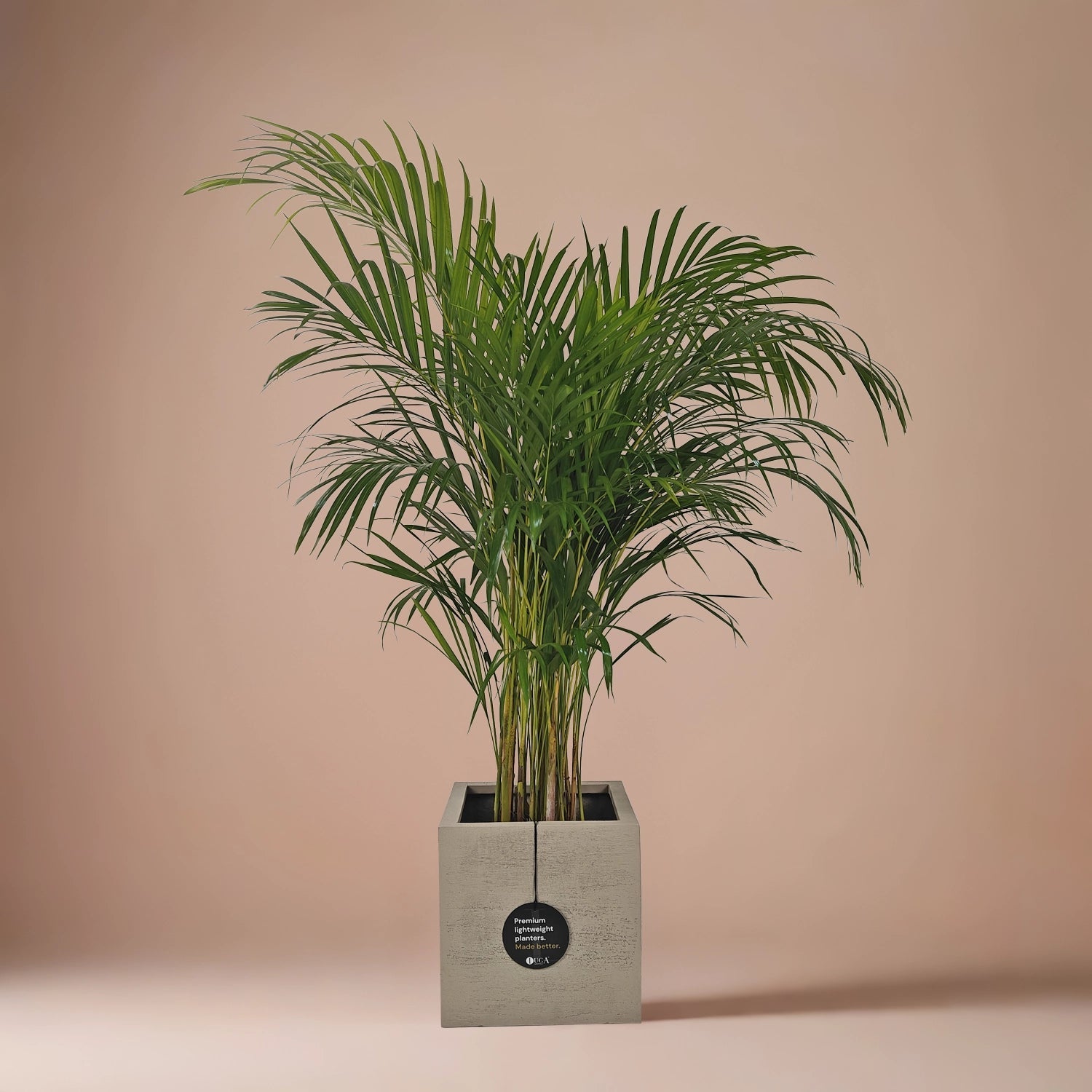 Areca Palm (Dypsis Lutescens) | Medium, 90–100 cm - Acacia Garden Center