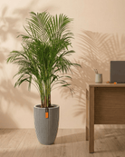 Areca Palm (Dypsis Lutescens) | Medium, 90–100 cm - Acacia Garden Center