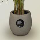 Areca Palm (Dypsis Lutescens) | Medium, 90–100 cm - Acacia Garden Center