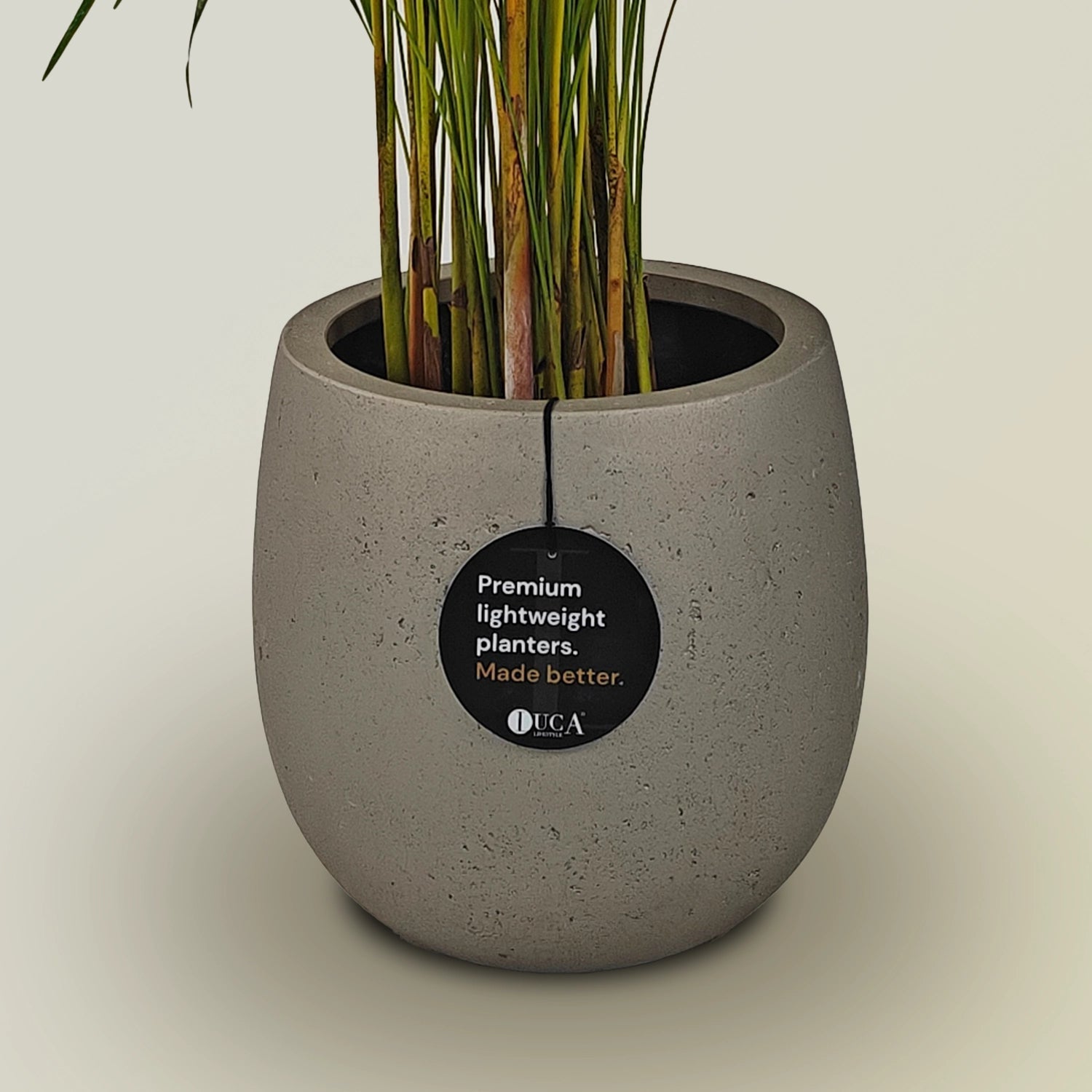 Areca Palm (Dypsis Lutescens) | Medium, 90–100 cm - Acacia Garden Center