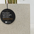 Areca Palm (Dypsis Lutescens) | Medium, 90–100 cm - Acacia Garden Center