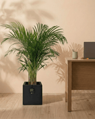 Areca Palm (Dypsis Lutescens) | Medium, 90–100 cm - Acacia Garden Center