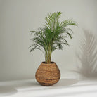 Areca Palm (Dypsis Lutescens) | Medium, 90–100 cm - Acacia Garden Center