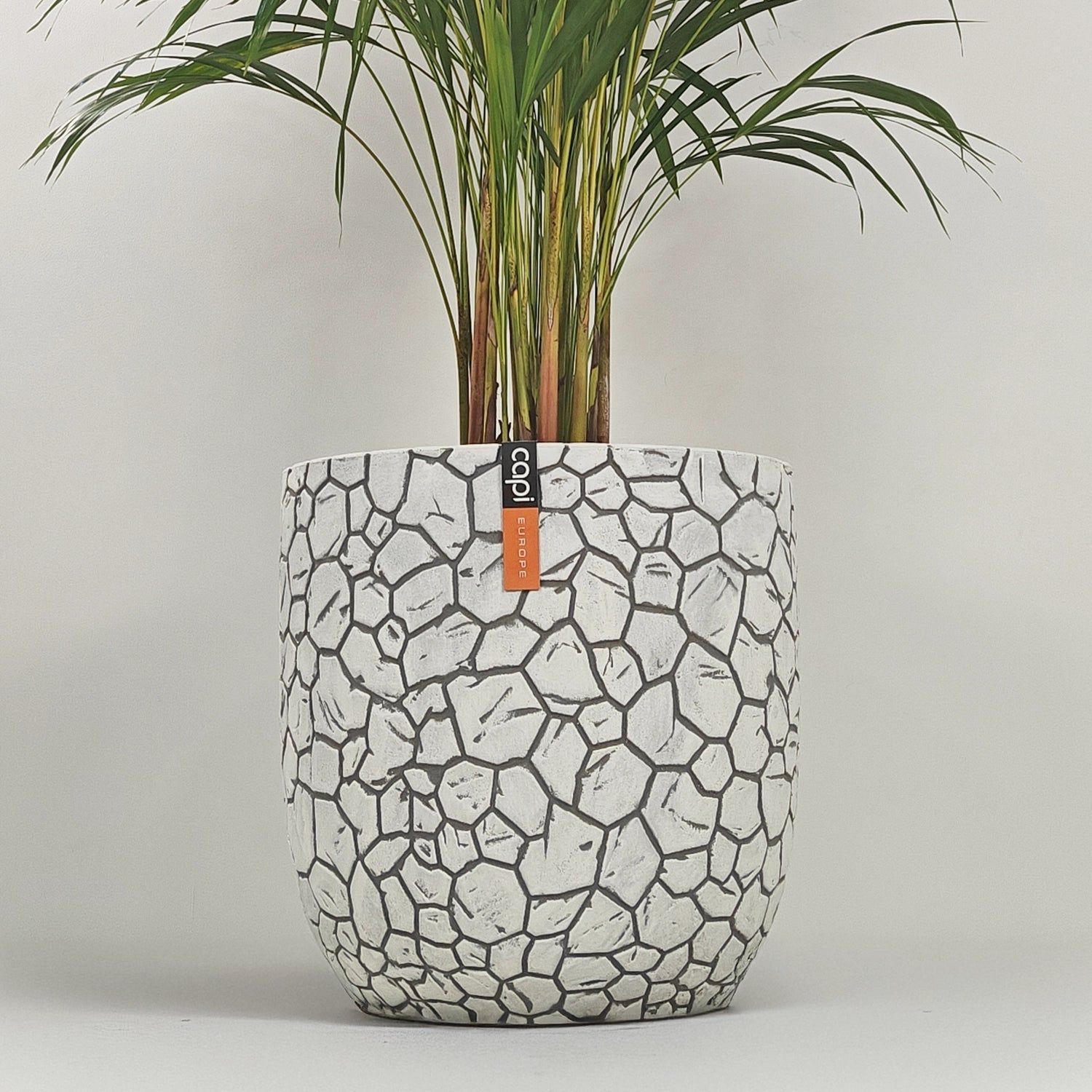 Areca Palm (Dypsis Lutescens) | Medium, 90–100 cm - Acacia Garden Center