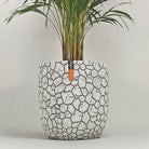 Areca Palm (Dypsis Lutescens) | Medium, 90–100 cm - Acacia Garden Center