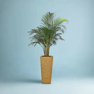 Areca Palm (Dypsis Lutescens) | Medium, 90–100 cm - Acacia Garden Center
