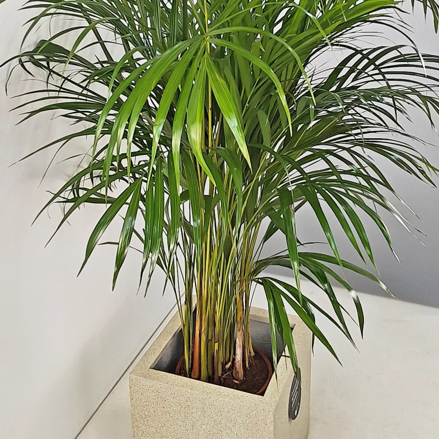 Areca Palm (Dypsis Lutescens) | Medium, 90–100 cm - Acacia Garden Center