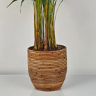 Areca Palm (Dypsis Lutescens) | Medium, 90–100 cm - Acacia Garden Center