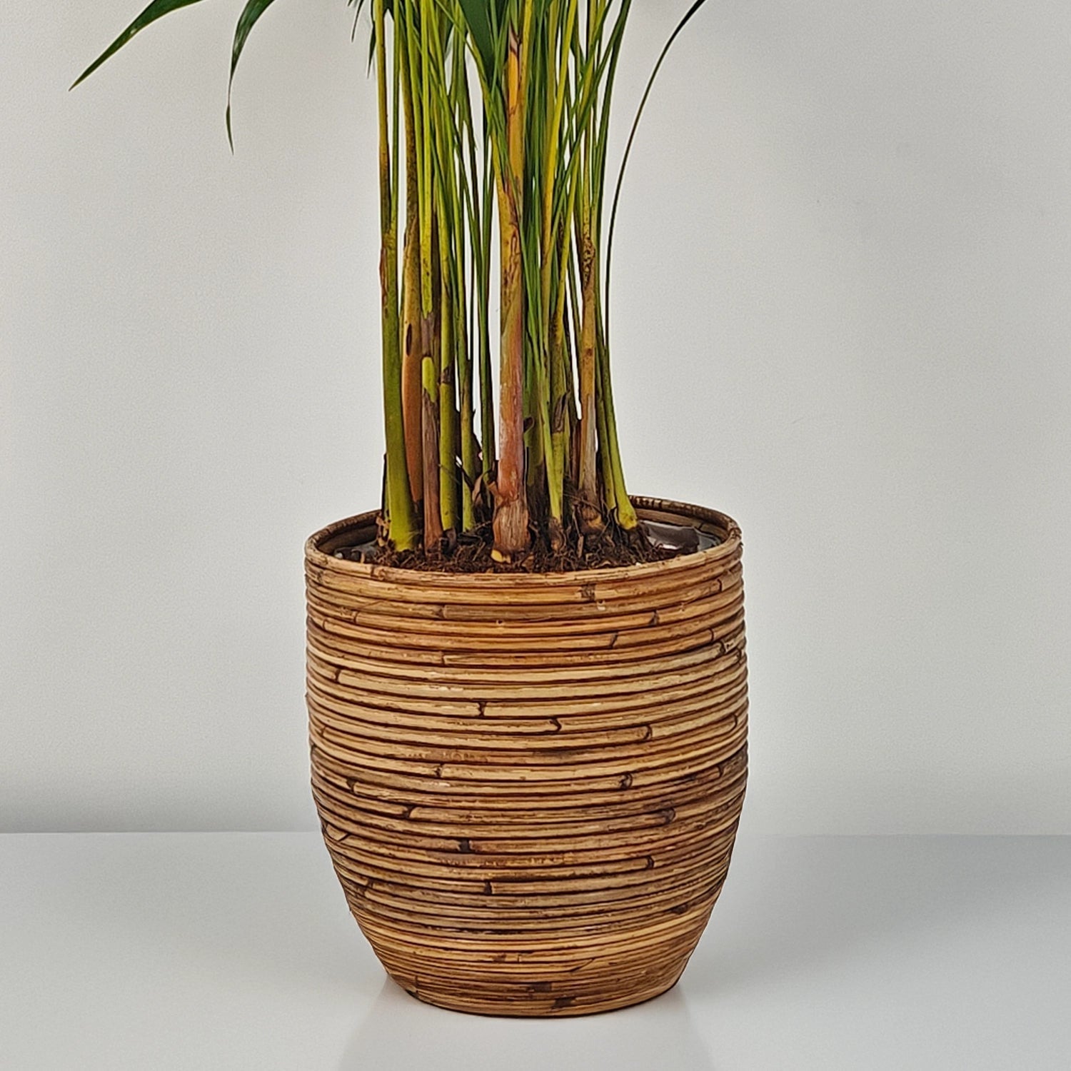 Areca Palm (Dypsis Lutescens) | Medium, 90–100 cm - Acacia Garden Center