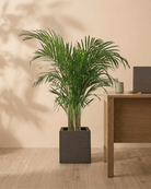 Areca Palm (Dypsis Lutescens) | Medium, 90–100 cm - Acacia Garden Center