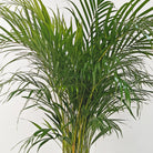 Areca Palm (Dypsis Lutescens) | Medium, 90–100 cm - Acacia Garden Center