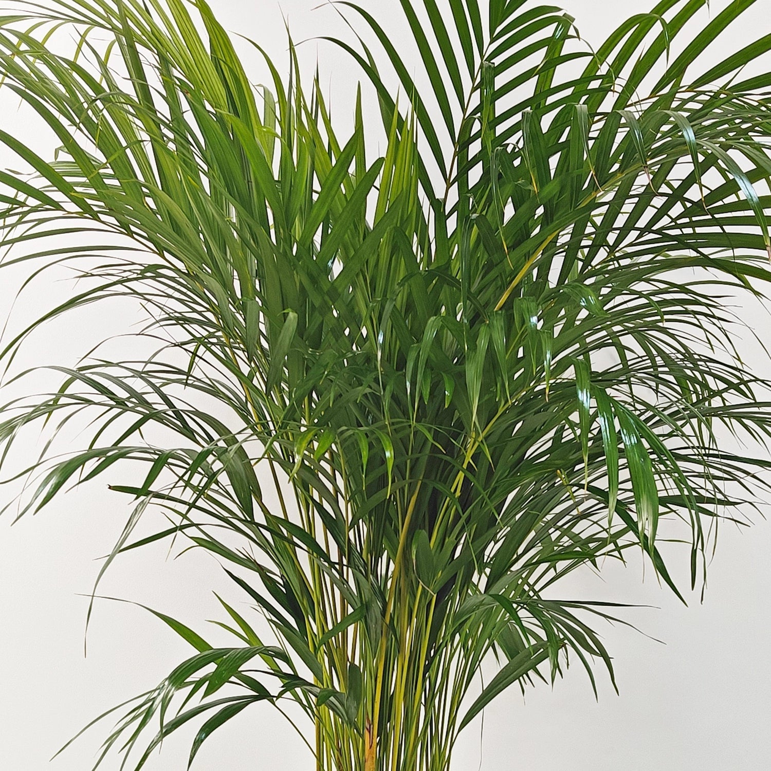 Areca Palm (Dypsis Lutescens) | Medium, 90–100 cm - Acacia Garden Center