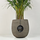 Areca Palm (Dypsis Lutescens) | Medium, 90–100 cm - Acacia Garden Center