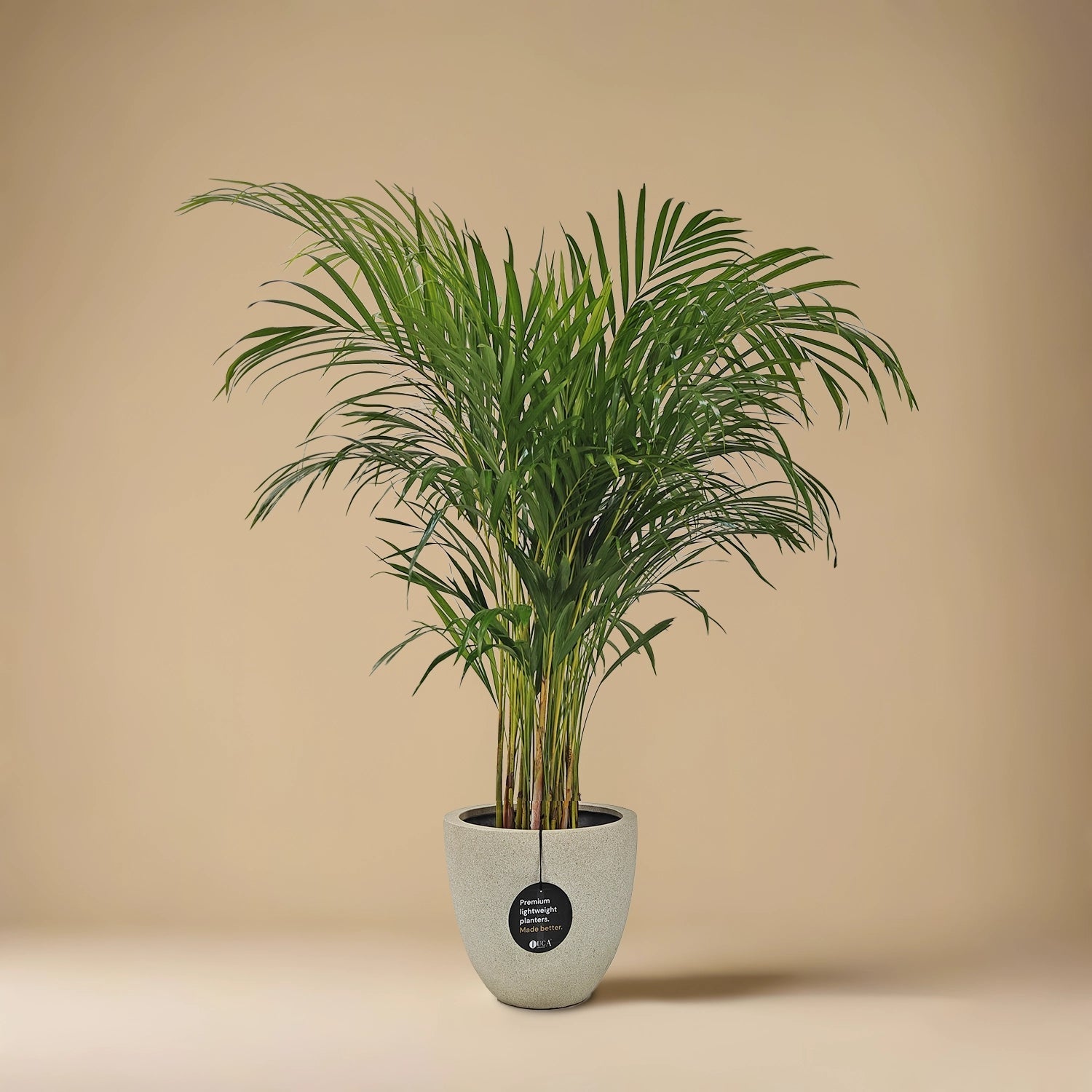 Areca Palm (Dypsis Lutescens) | Medium, 90–100 cm - Acacia Garden Center