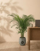 Areca Palm (Dypsis Lutescens) | Medium, 90–100 cm - Acacia Garden Center