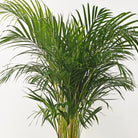 Areca Palm (Dypsis Lutescens) | Medium, 90–100 cm - Acacia Garden Center