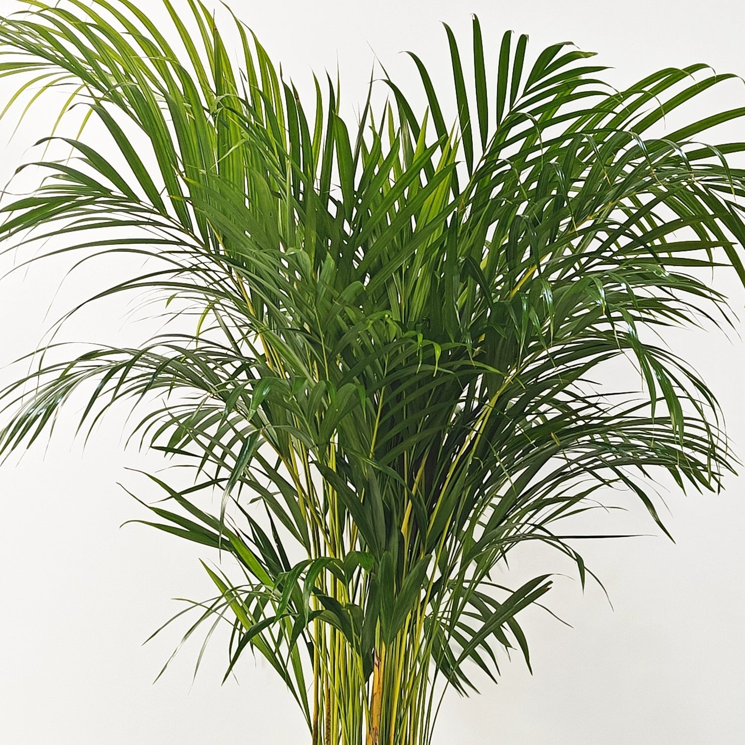 Areca Palm (Dypsis Lutescens) | Medium, 90–100 cm - Acacia Garden Center