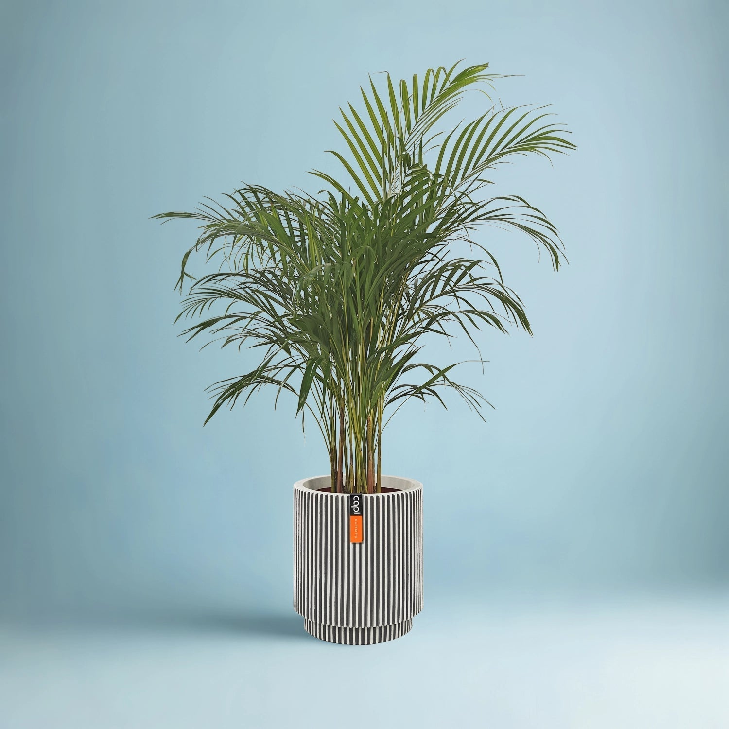 Areca Palm (Dypsis Lutescens) | Medium, 90–100 cm - Acacia Garden Center