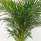 Areca Palm (Dypsis Lutescens) | Medium, 90–100 cm - Acacia Garden Center