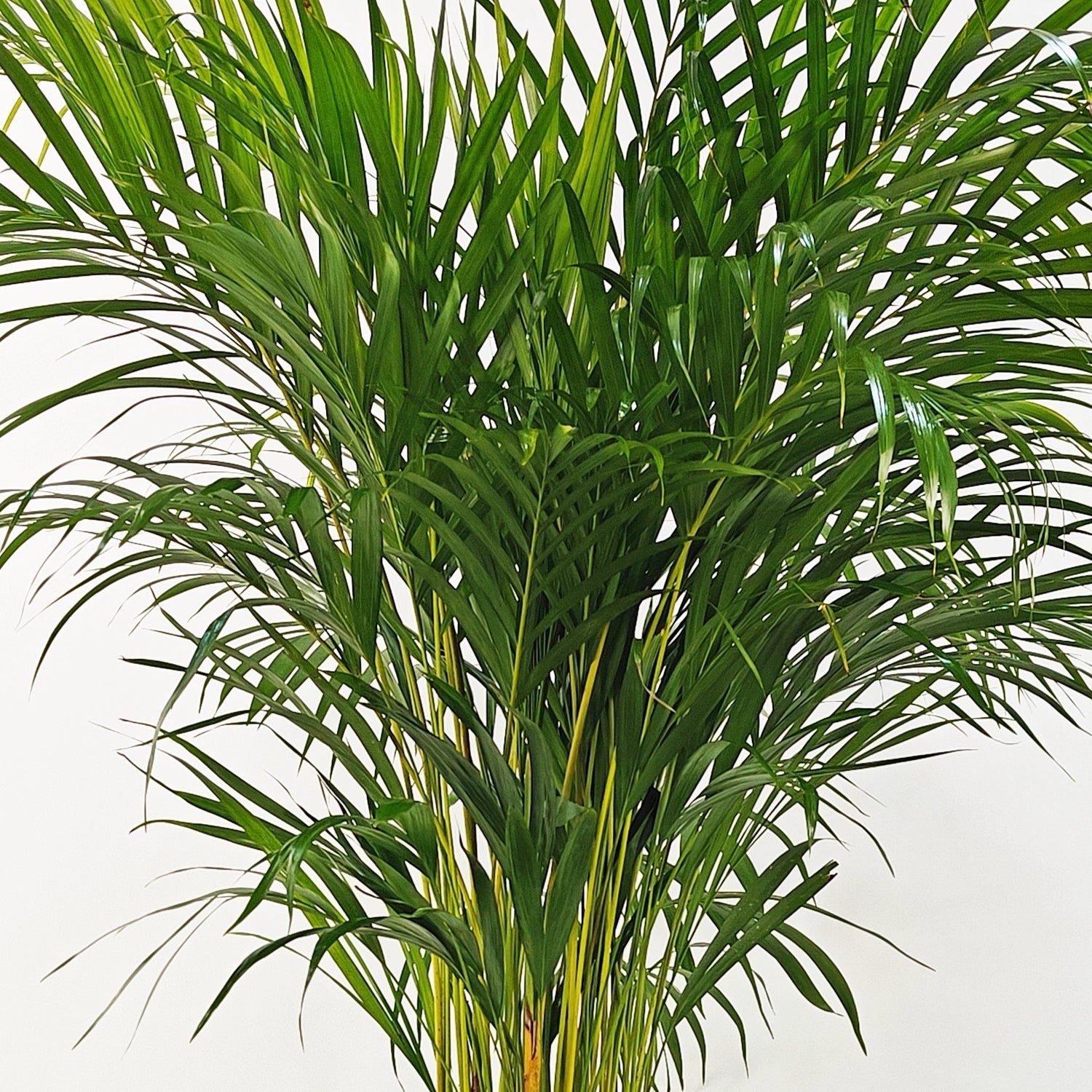 Areca Palm (Dypsis Lutescens) | Medium, 90–100 cm - Acacia Garden Center