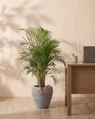 Areca Palm (Dypsis Lutescens) | Medium, 90–100 cm - Acacia Garden Center