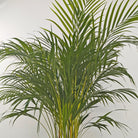 Areca Palm (Dypsis Lutescens) | Medium, 90–100 cm - Acacia Garden Center
