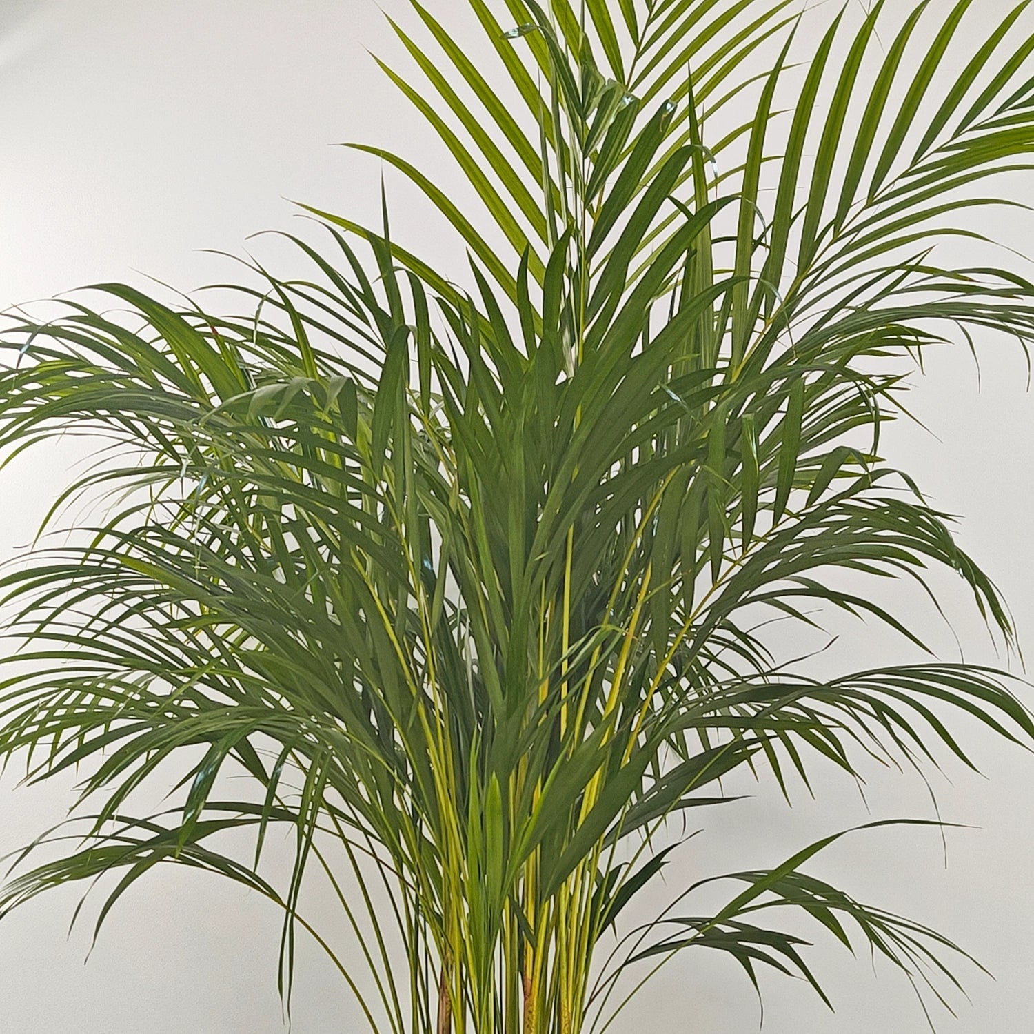 Areca Palm (Dypsis Lutescens) | Medium, 90–100 cm - Acacia Garden Center
