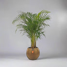 Areca Palm (Dypsis Lutescens) | Medium, 90–100 cm - Acacia Garden Center