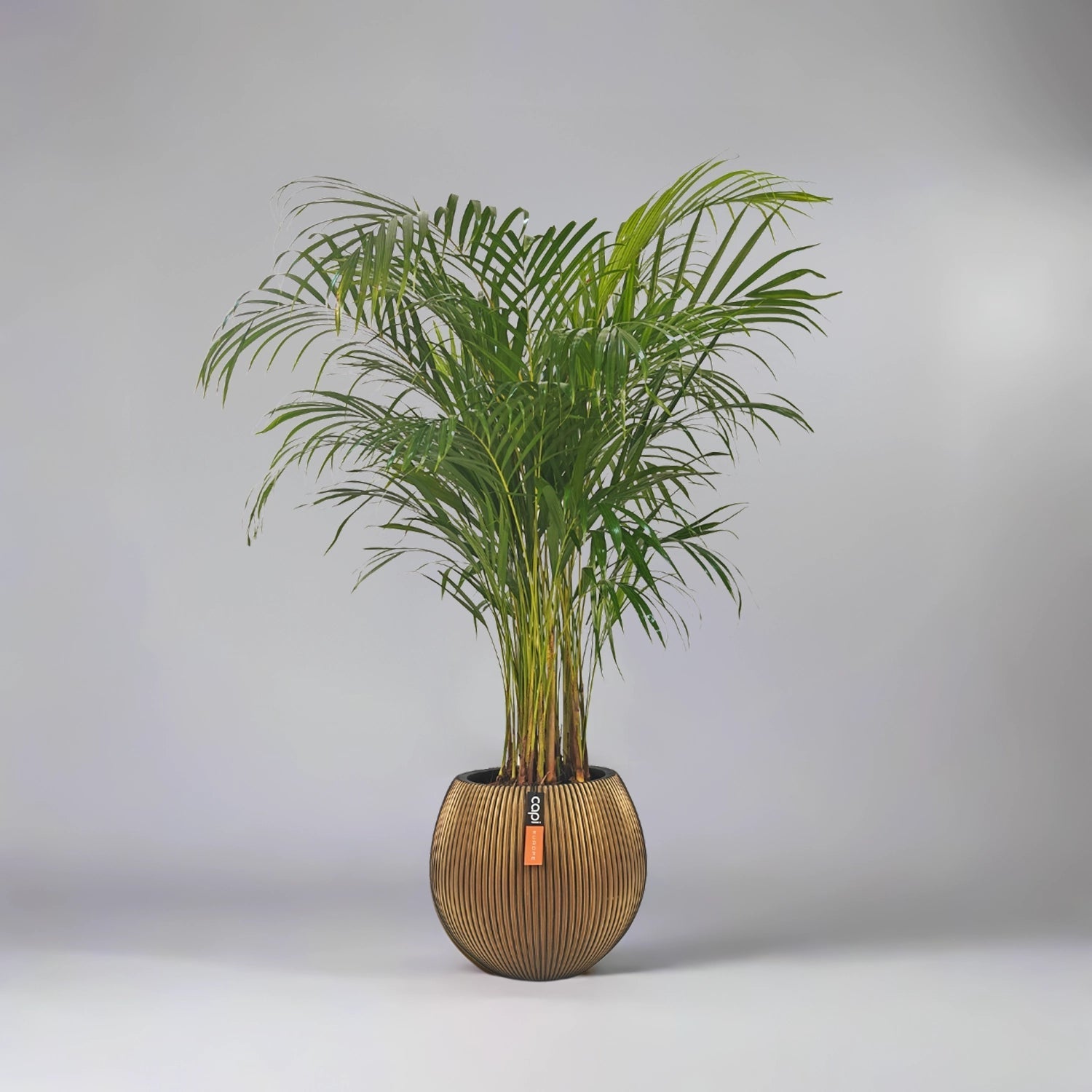 Areca Palm (Dypsis Lutescens) | Medium, 90–100 cm - Acacia Garden Center