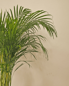 Areca Palm (Dypsis Lutescens) | Medium, 90–100 cm - Acacia Garden Center