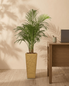 Areca Palm (Dypsis Lutescens) | Medium, 90–100 cm - Acacia Garden Center