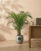 Areca Palm (Dypsis Lutescens) | Medium, 90–100 cm - Acacia Garden Center