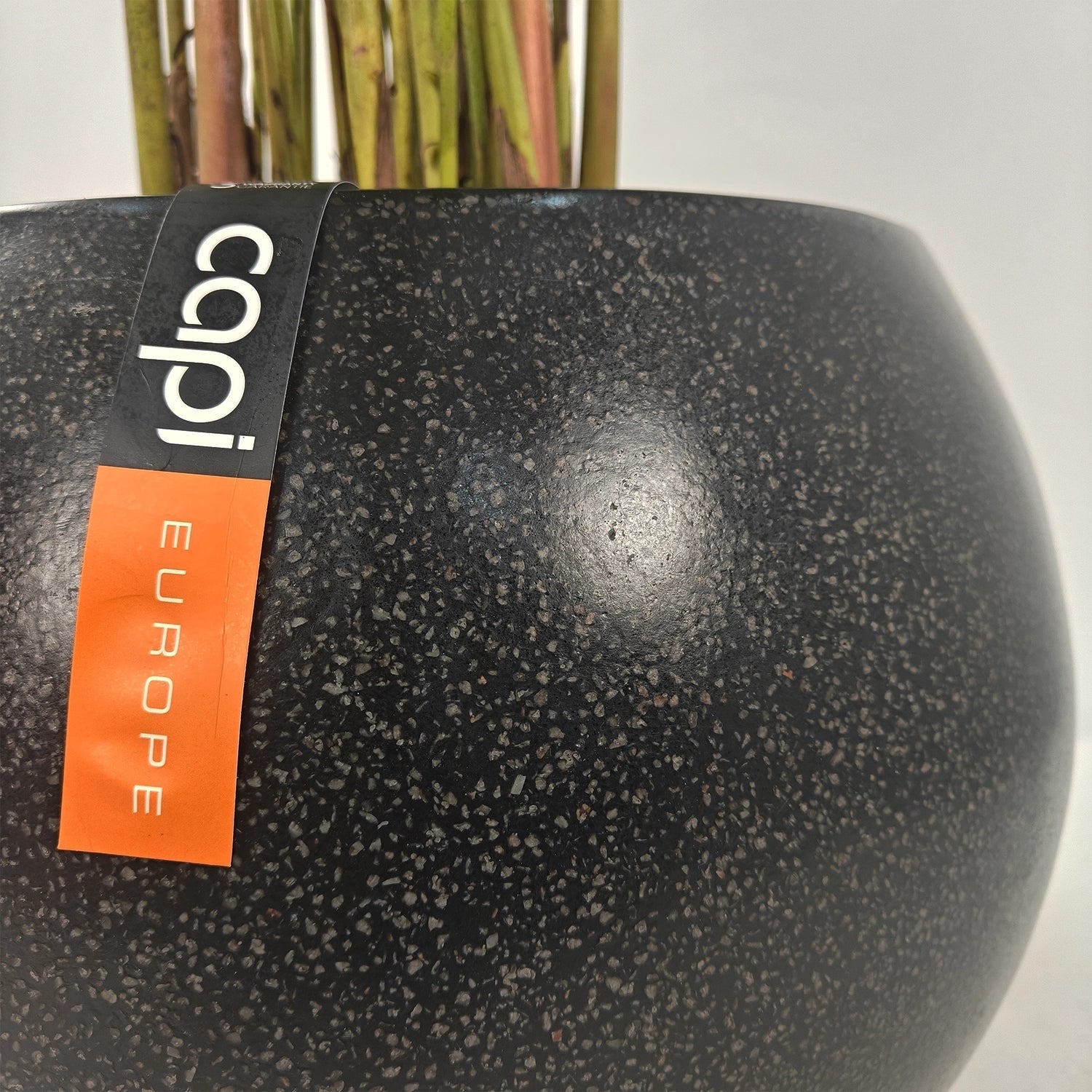 Areca Palm (Dypsis Lutescens) | Medium, 90–100 cm - Acacia Garden Center