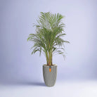 Areca Palm (Dypsis Lutescens) | Medium, 90–100 cm - Acacia Garden Center