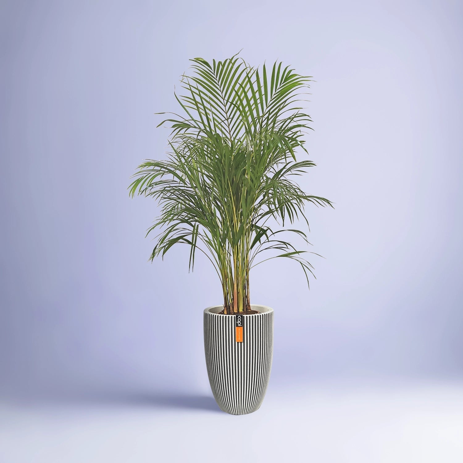 Areca Palm (Dypsis Lutescens) | Medium, 90–100 cm - Acacia Garden Center