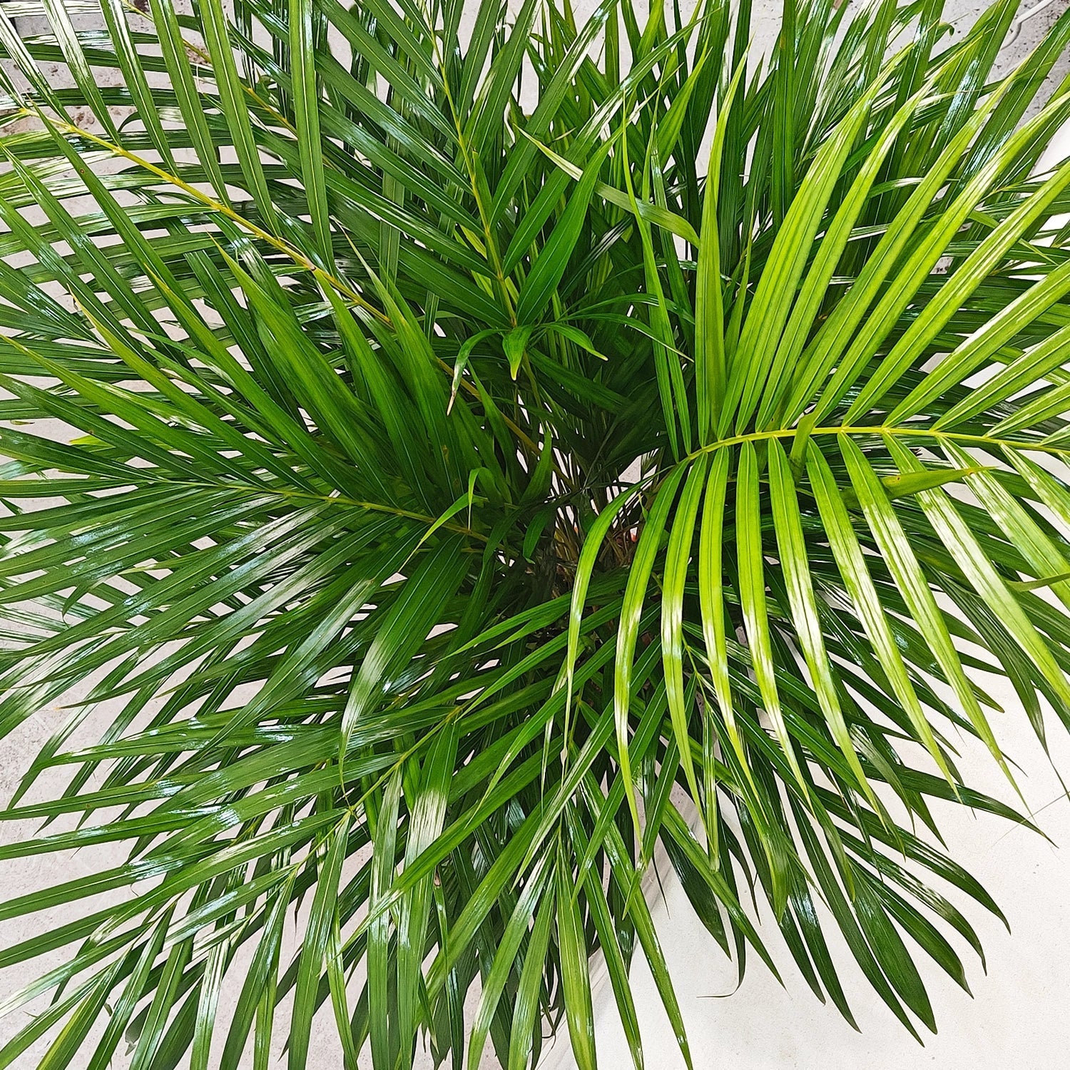 Areca Palm (Palm Chrysalidocarpus) | 1.2 - 1.5 m - Acacia Garden Center