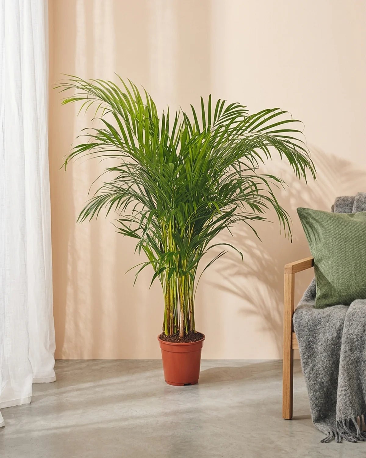 Areca Palm (Palm Chrysalidocarpus) | 1.2 - 1.5 m - Acacia Garden Center