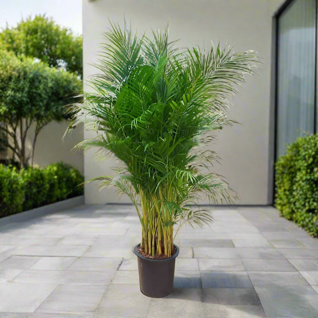 Palm Chrysalidocarpus Lutescens, Type E10, 25LP, 2.0-2.5m (OAH)