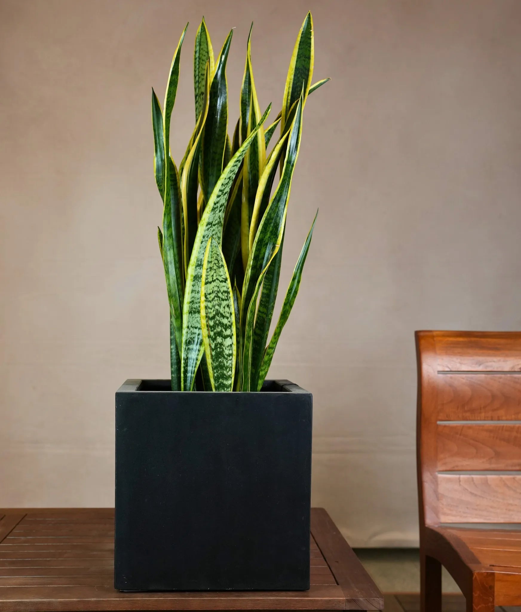 Argento Cube - Acacia Garden Center