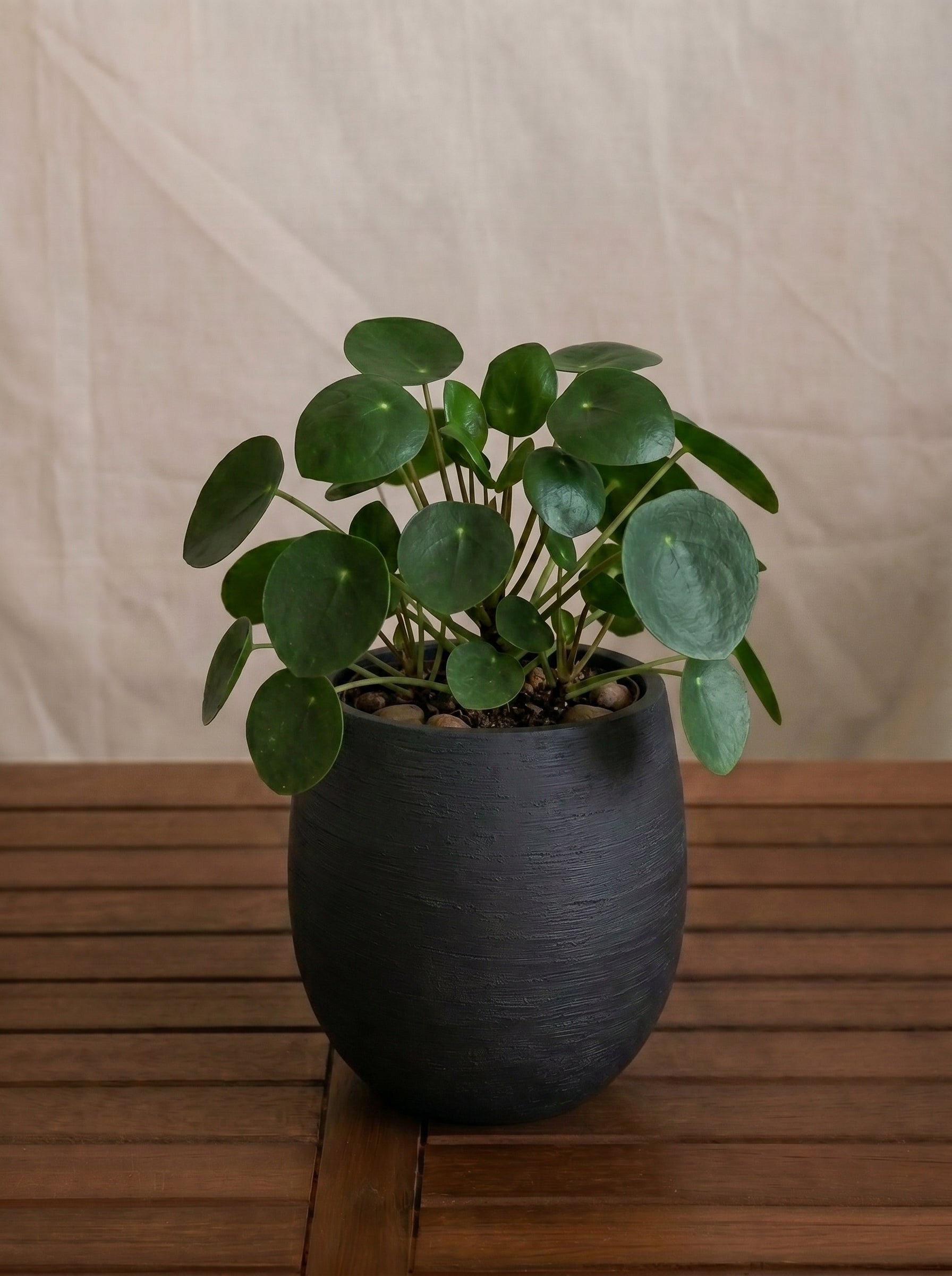 Argento Mini Balloon - Acacia Garden Center